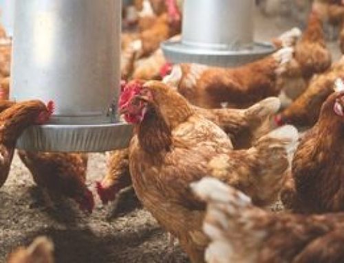 Amendment will ensure chickens are prohibited inside Laurel